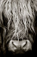 Highland Cow