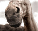 Horses Nose