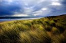 Marram Grass, Northumberland