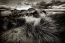 Marram Grasses at Bamburgh