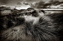 Marram Grasses, Bamburgh