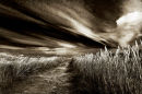 Marram grass path, Northumberland