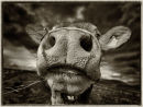 'Nosey'