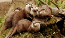 Otters