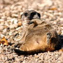 Reclining meerkat