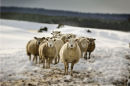 Sheep In Snow...North Yorkshire moors