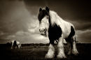 Travellers horses...
