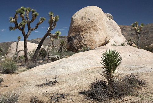 Joshua Tree 01