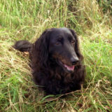 Midge