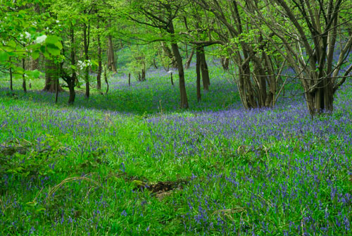 Sheffield Bluebells