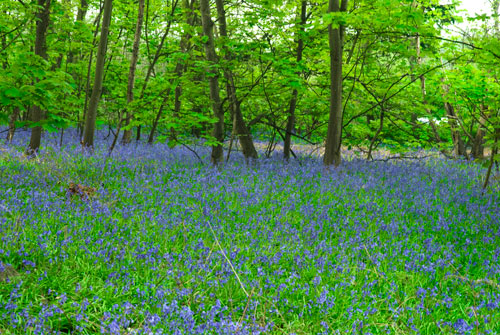 Bluebell Woods