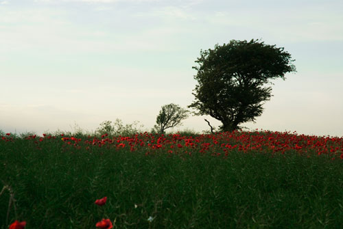 Poppy Field