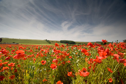 Flixton Poppies