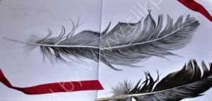 Feather - sketch book