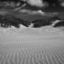 West Wittering study