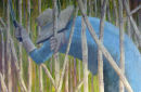Cutting cane