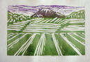 Tea fields to Fuji - multicoloured linocut