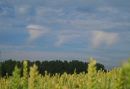 Jellyfish clouds
