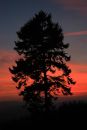 Silhouette
