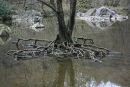 Remarkable tree roots