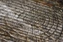 Dead Wood