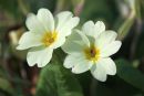 Flower...