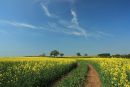 Oilseed Rape