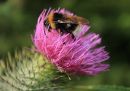 Bumble Bee