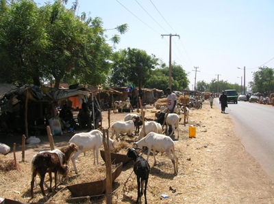 A street cattle market