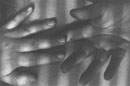 Hands study 2