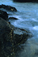 Misty Rock Pool