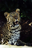 African Leopard
