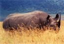 Black Rhino