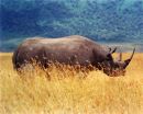 Black Rhino