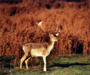 Fallow Deer