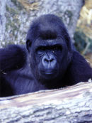 Femail Western Lowland Gorilla