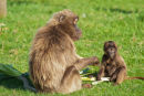 Gibbon