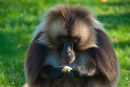 Gibbon