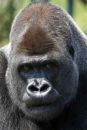 Gorilla-digital-1