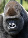 Gorilla-digital-3
