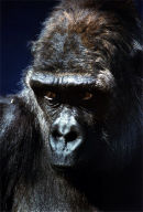 Silverback Western Lowland Gorilla