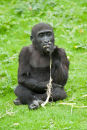 Gorilla
