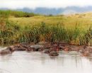 Hippos