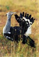 Kori Bustard