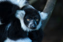 Lemur