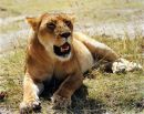 LIoness
