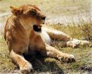 Lioness