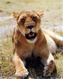Lioness