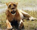 Lioness