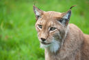 Lynx